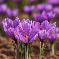 ۵ کیلو برداشت زعفران خشک از یک هکتار