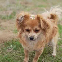 سگ پامر|سگ|سمنان, |دیوار