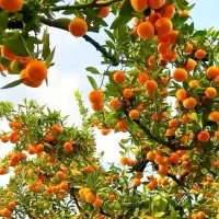 کودهای ارگانیک ومحصولات کشاورزی ارگانیک