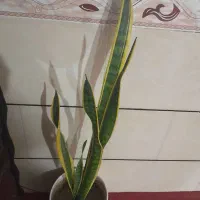 گل اپارتمان|گل و گیاه طبیعی|ملایر, |دیوار