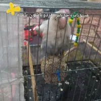 طوطی کتوله|پرنده|زرند, |دیوار