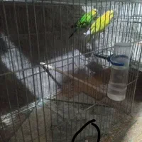 مرغ عشق مولد روی تخم|پرنده|خرمدره, |دیوار