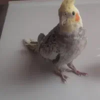 عروس هلندی نر دستی