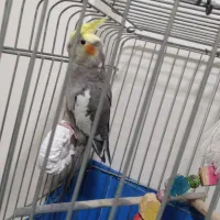 عروس هلندی نر