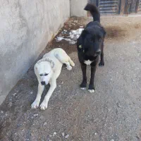 گمشده|حیوانات|مشهد, میان ولایت|دیوار