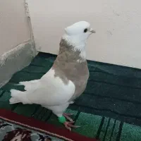 طوقی نر کارتونی|پرنده|شاهین‌شهر, طالقانی|دیوار