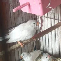 فنچ و مرغ عشق|پرنده|جوانرود, |دیوار