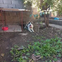 هاسکی ماده ۷ ماهه|سگ|گرگان, |دیوار