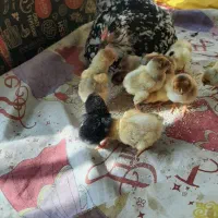 جوجه ۴۵ روزه ویاندوت آمریکایی
