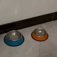 گربه یک ساله اسکاتیش|گربه|ساری, |دیوار