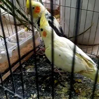 عروس هلندی 5 ماهه