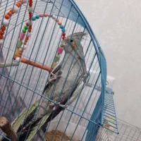 عروس هلندی|پرنده|نورآباد, |دیوار