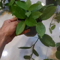 هویا پیچ مومی ساکولنت رونده آویزی برگ ضخیم|گل و گیاه طبیعی|قم, نیروگاه|دیوار