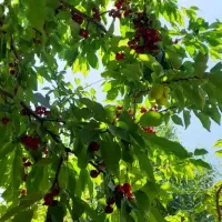 باغ ۶۰۰۰ متری با انواع درختان میوه|فروش دفتر صنعتی، کشاورزی، تجاری|شهرکرد, |دیوار