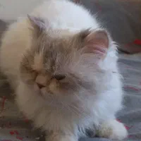 گربه نر جهت جفت گیری