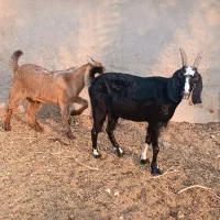 حیوان بز