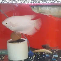 ماهی گوشتخوار آکواریوم آروانا چانا ردتیل پولی لجن