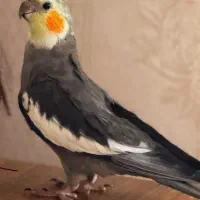 عروس هلندی گمشده