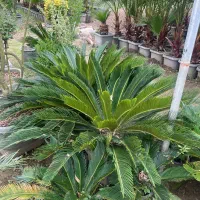 گیاه سیکاس ژاپنی ( گل تزیینی فضای سبز )|گل و گیاه طبیعی|تهران, صادقیه|دیوار