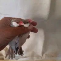 فنچ نرگسی شکلاتی و کینگ