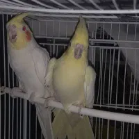 عروس هلندی مولد