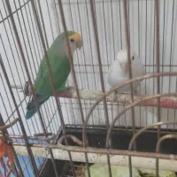 کوتوله مولد با چهارتخم مرغ عشق کمیاب بنفش فنچ