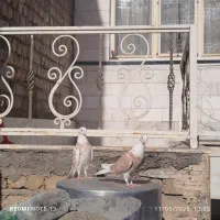 کفتر زرد حسابی