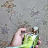طوطی راهب سبز