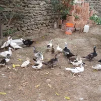 جوجه اردک