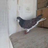 کفتر،کبوتر دمگیر زره ای مخملی|پرنده|اصفهان, بوستان ناژوان|دیوار