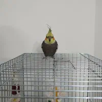 عروس هلندی سخنگو