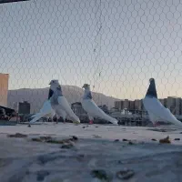 کبوتر