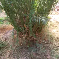 فروش جنگ مضافتی|گل و گیاه طبیعی|بم, |دیوار
