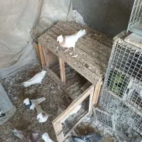 ۸ تا طوقی همه کاکلی پالخت دونه ۵۰۰|پرنده|نجف‌آباد, جلال آباد|دیوار