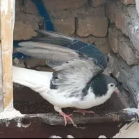 ساده‌نر|پرنده|سلامی, |دیوار