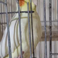 عروس هلندی|پرنده|سمیرم, |دیوار