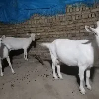 بز سانن آویژن  (آوینژن) آبستن