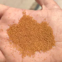 خاکشیر سرت