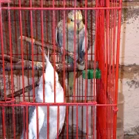 با سلام فروش عروس هلندی