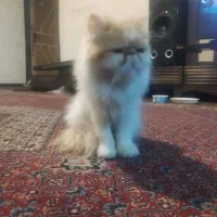 گربه پرشین|گربه|شیراز, انجیره|دیوار