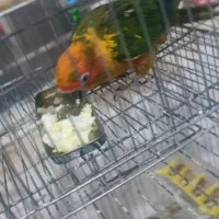 طوطی خورشیدی