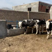 گوساله سیمنتال