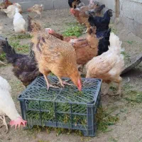 مرغ محلی|حیوانات مزرعه|ثلاث باباجانی, |دیوار