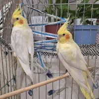 یک جفت عروس هلندی|پرنده|دلیجان, |دیوار