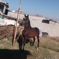 کره نریان