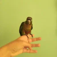 گرینچیک|پرنده|مشهد, ادیب نیشابوری (شهرک غرب)|دیوار