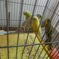 مرغ عشق|پرنده|بروجرد, |دیوار