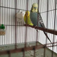 مرغ عشق انگلیسی|پرنده|محمدشهر, ولدآباد بزرگ|دیوار