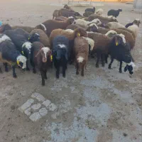 بره کاه خورافشار خالص درجه ۱