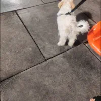 سگ تعلیم دیده مالتیز عروسکی شناسنامه دار سایز ریز|سگ|قم, صفائیه|دیوار